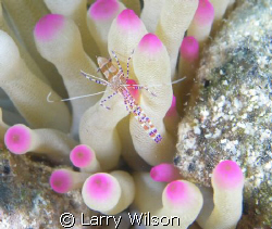 Colorful anemone shrimp in the Caymans. by Larry Wilson 